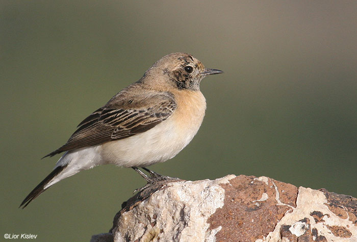   Black-eared Wheatear Oenanthe hispanica                    , 2008.: 